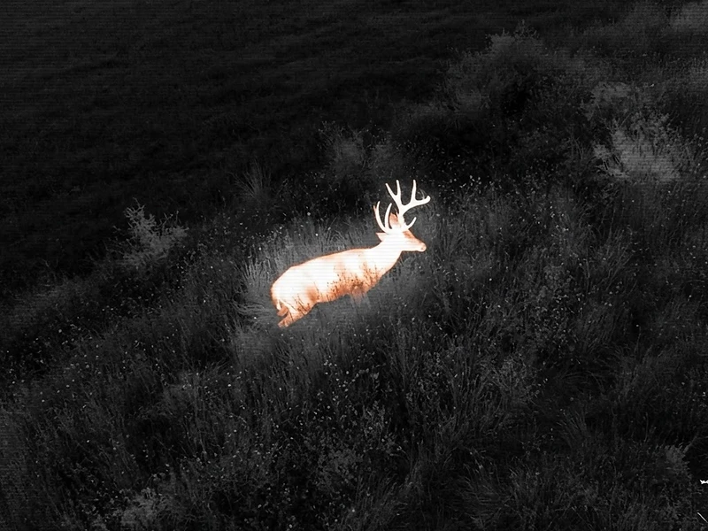 Thermal aerial view of a deer bedded in cover