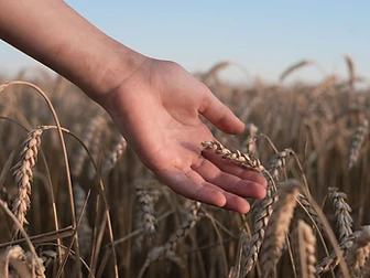 A hand gently touching a stalk of golden wheat