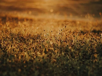 Golden morning light over a meadow of wildflowers