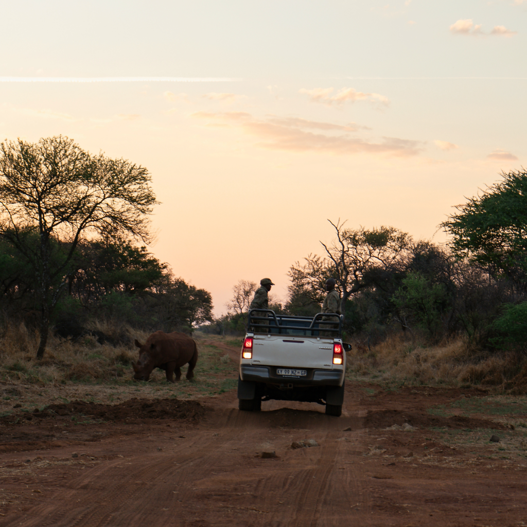 The Anti-Poaching Unit meets a white rhino at sunset