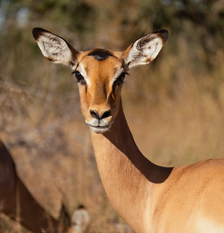 An impala pauses in the winter grass