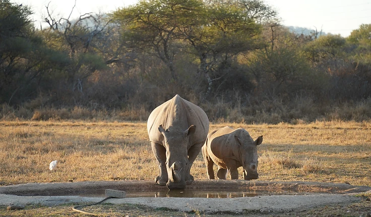 White rhino grazing in golden grassland at Melorane