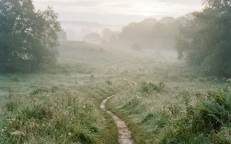 Misty path through a sage meadow at dawn