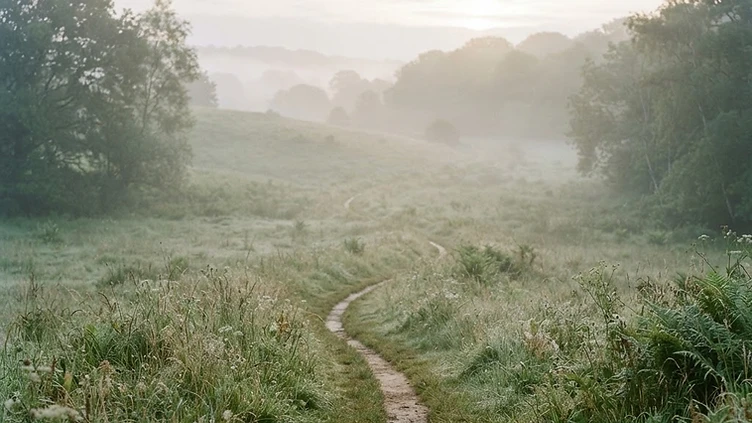 Misty path through a sage meadow at dawn