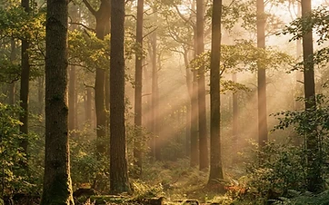 Golden light filtering through a quiet forest