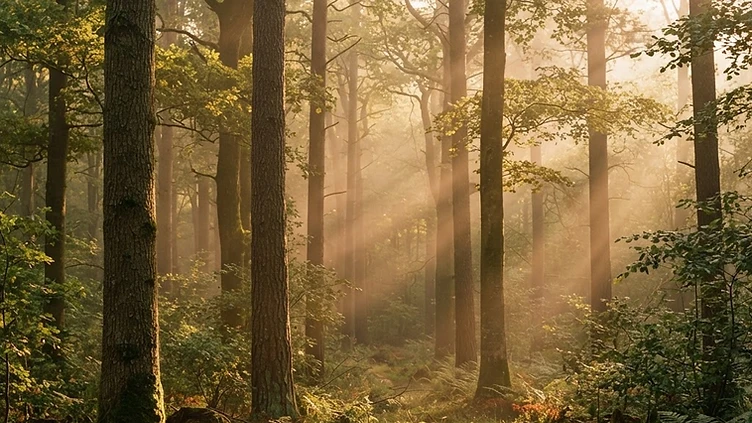 Golden light filtering through a quiet forest