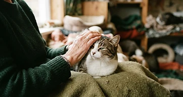 Katzenschutz – unterstützt von Roth Impact