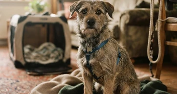 Hundehilfen aus dem Ausland – unterstützt von Roth Impact