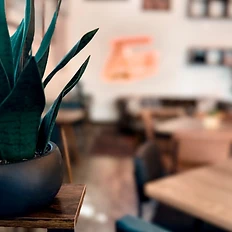 Snake plant on the table with neon glow