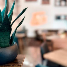 Potted snake plant in the seating area