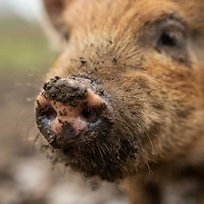 Kune Kune piglet gallery 1