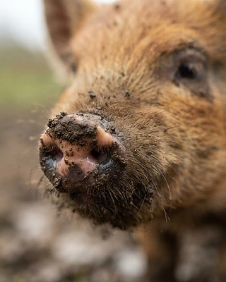 Kune Kune Piglets