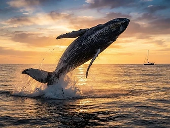 Sunset whale watching