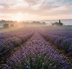 A French lavender field at sunrise with soft morning mist