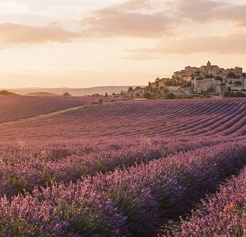 Lavender fields of Provence at golden hour