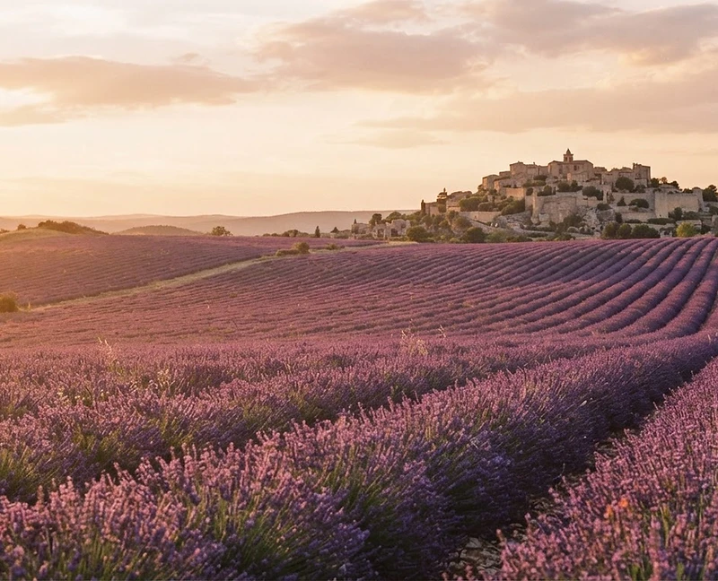 Lavender fields of Provence at golden hour with a hilltop village in the distance