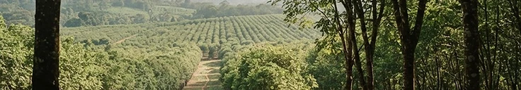 Margibi County