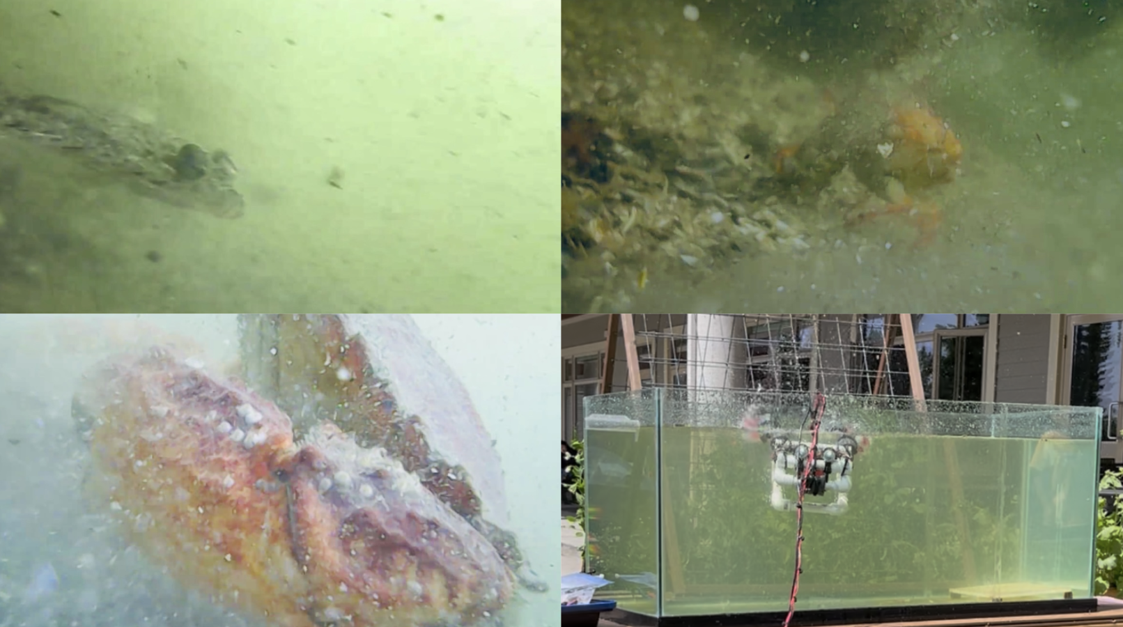 Underwater Rover Project