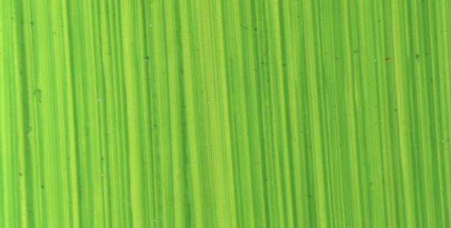 Bright Green Lake
