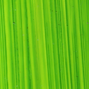 Bright Green Lake - Michael Harding