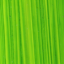 Bright Green Lake