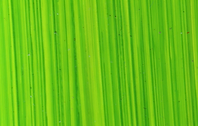 Masstone swatch