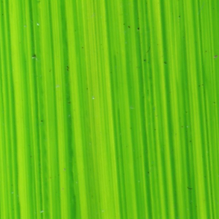 Bright Green Lake - Michael Harding