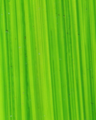 Bright Green Lake