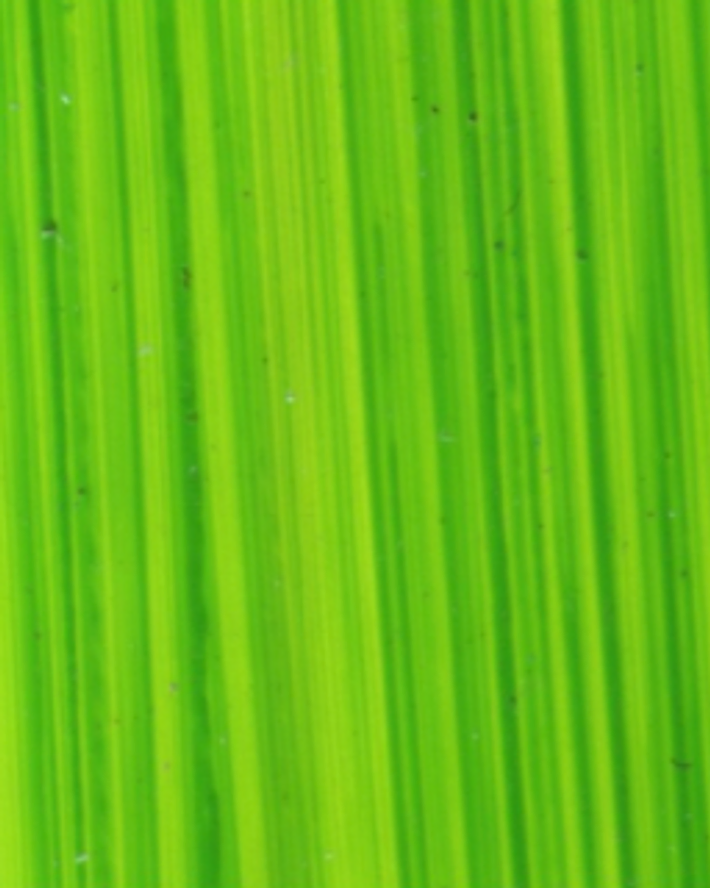 Bright Green Lake - Michael Harding