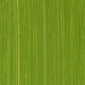 Cadmium Green