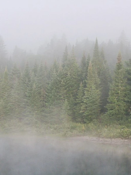 Misty morning fog rising over a calm forest shoreline on the Allagash, conifers shrouded in haze above still water