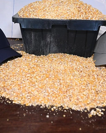 Rolled Corn feed