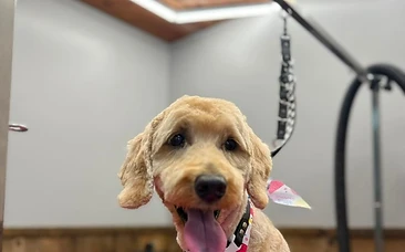 Freshly groomed dog at Furlosophy Pet Salon