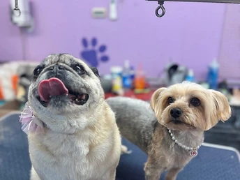 Cumberland grooming salon client