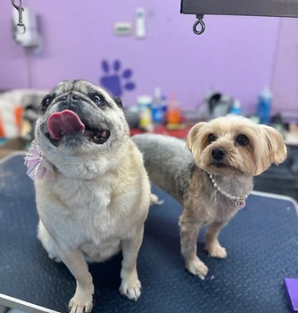 Two small freshly groomed dogs inside the salon