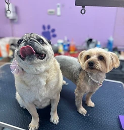 Two freshly groomed salon clients