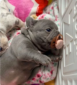 Young gray French Bulldog puppy resting with a pacifier