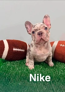 French Bulldog puppy portrait with the visible name Nike