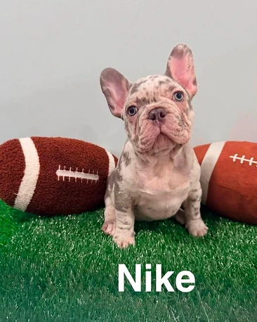 French Bulldog puppy portrait with the visible name Nike