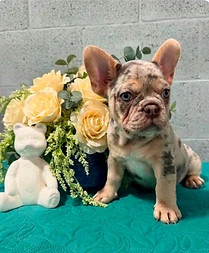 French Bulldog puppy posed beside cream flowers