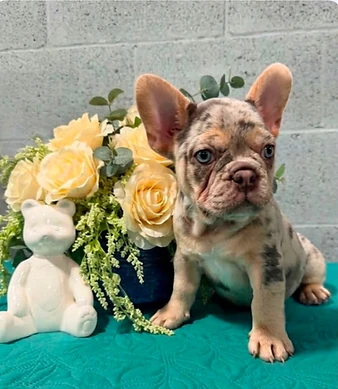 French Bulldog puppy posed beside cream flowers