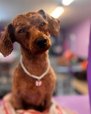 Freshly groomed dachshund at the salon