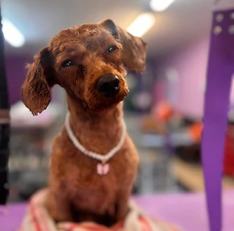 Freshly groomed dachshund inside the salon