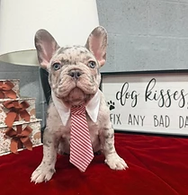 French Bulldog puppy wearing a red and white striped tie