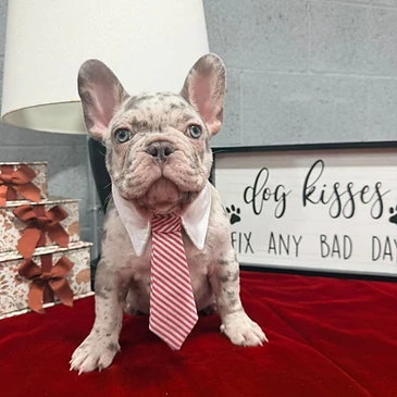French Bulldog puppy wearing a red and white striped tie