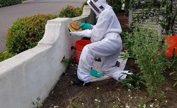 A Talos pest control technician in full white protective bee gear kneels beside a white stucco wall, inspecting and extracting a piece of honeycomb from a hive at a San Diego residential property.