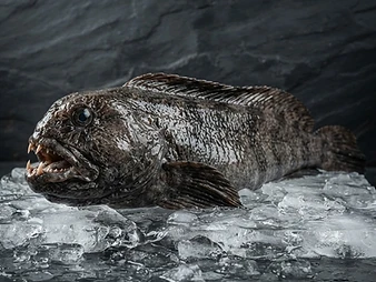 Wolffish caught in the Arctic fjord