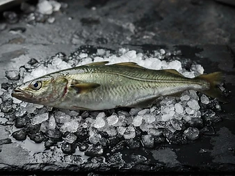 Pollock caught in the Arctic fjord
