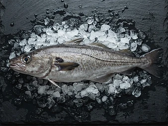 Haddock caught in the Arctic fjord