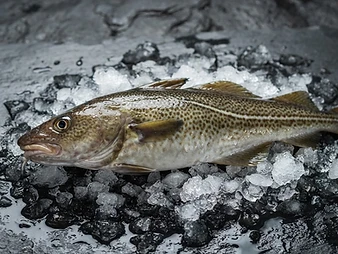 Cod caught in the Arctic fjord